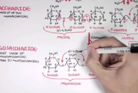 BASIC CONCEPTS IN •  A STUDENT’S SURVIVAL GUIDE BIOCHEMISTRY