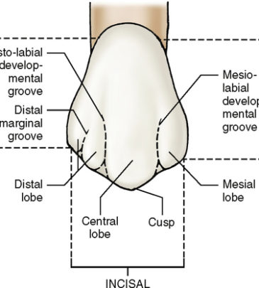 Dental Anatomy Tutorial